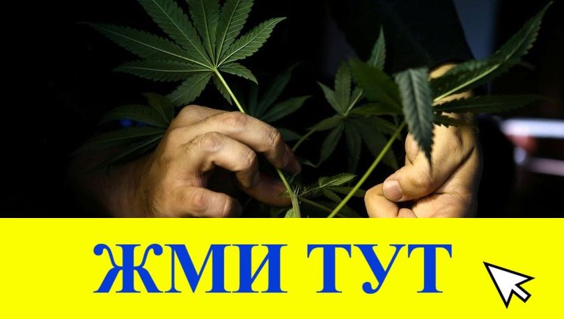 Купить наркотики в Трубчевске